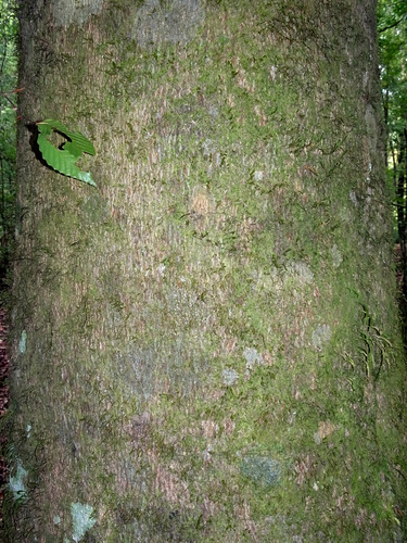 Mexican beech