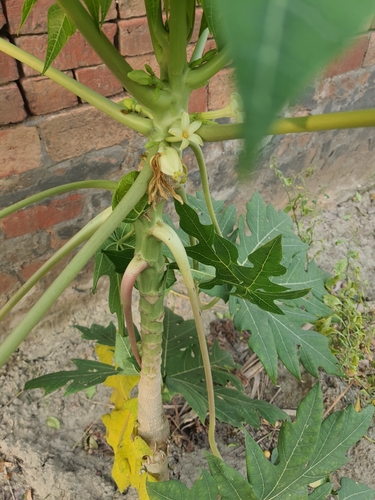 Papaya