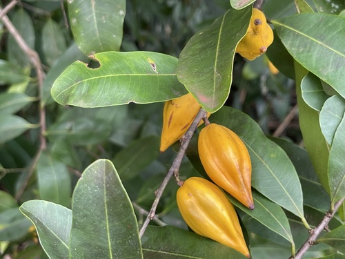 Donella ogoouensis