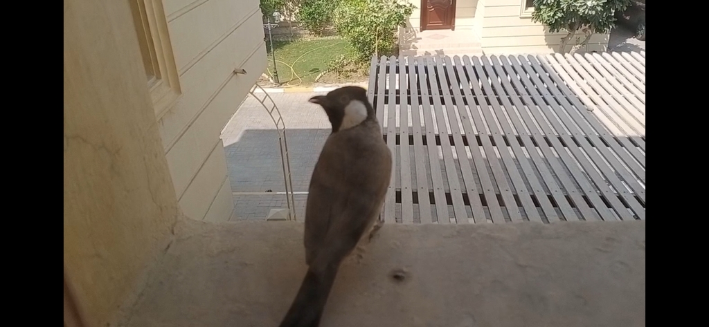 White-Eared Bulbul