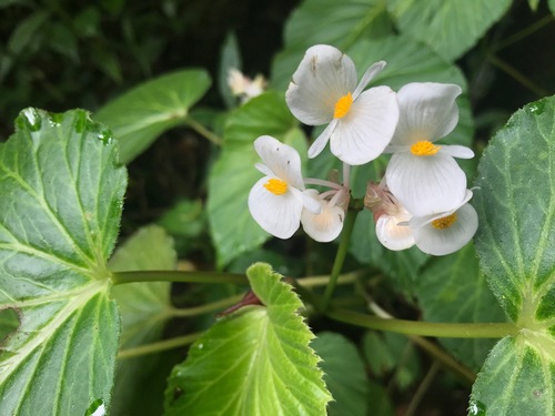 Begonia trispathulata