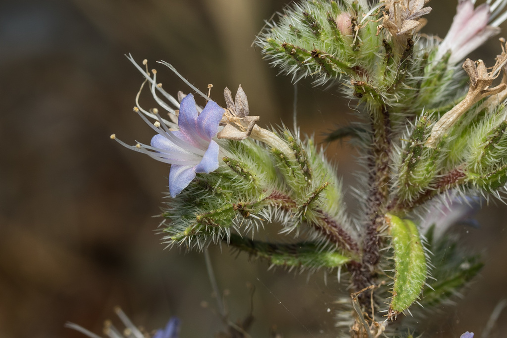 Italian bugloss