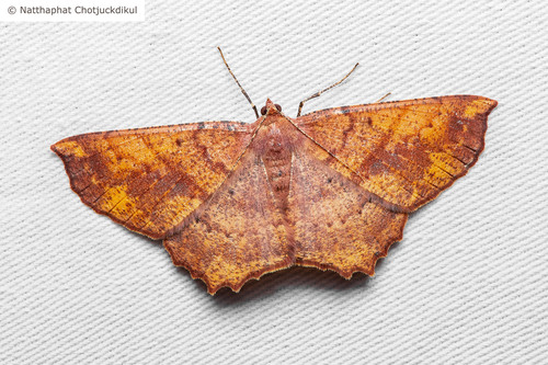 Xerodes ypsaria