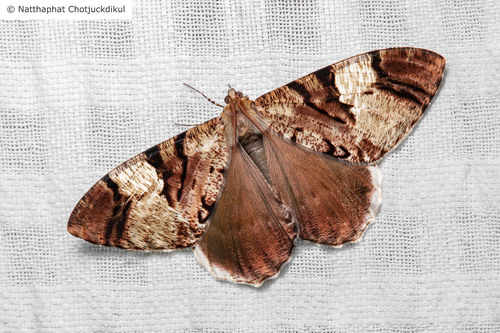 Xandrames dholaria Moore, 1868