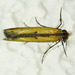 Lesser Cornstalk Borer Moth - Photo (c) BJ Stacey, all rights reserved
