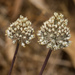 Allium guttatum - Photo (c) Konstantinos Kalaentzis, όλα τα δικαιώματα διατηρούνται, uploaded by Konstantinos Kalaentzis