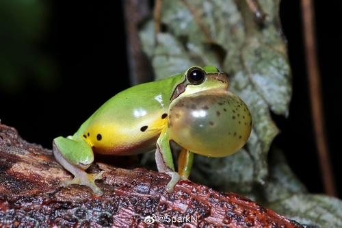 Hyla chinensis Günther, 1858