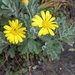 Grey-leaved Euryops - Photo (c) Sue Stuckie, all rights reserved, uploaded by Sue Stuckie