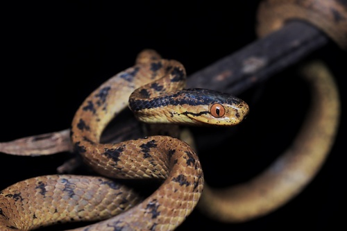 Pareas boulengeri (Angel, 1920)