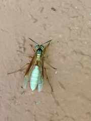 Apoica pallens image