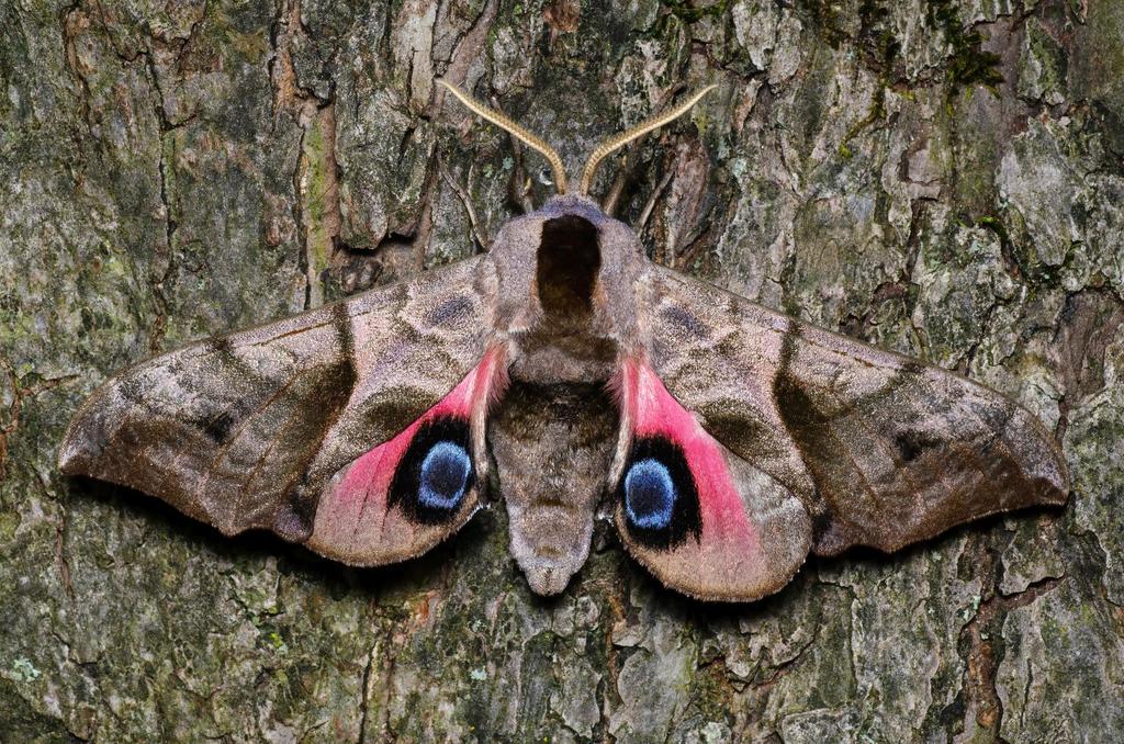 Eyed Hawk-moth