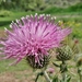 Cirsium rhaphilepis - Photo (c) carlos mancilla, all rights reserved