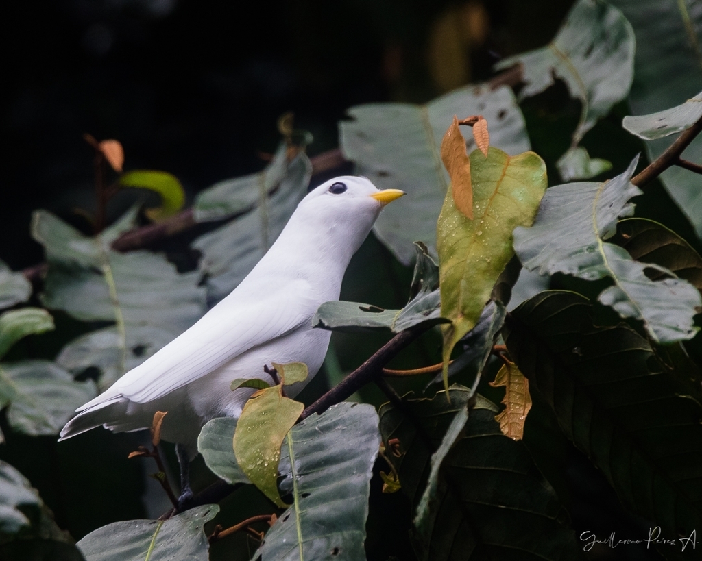 Yellow-billed Cotinga photo