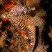 Observation photo