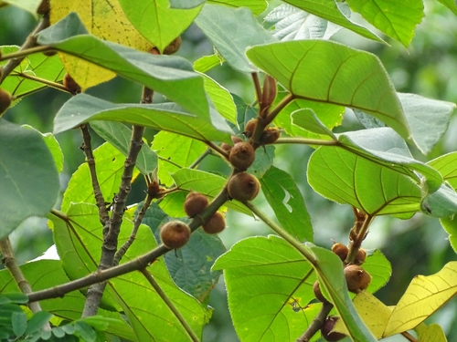 Ficus triloba Buch.-Ham. ex Voigt