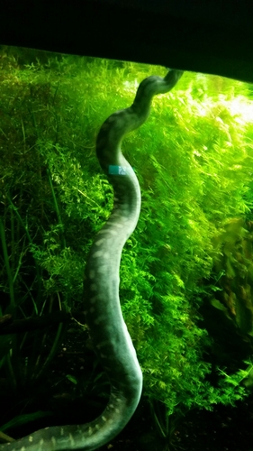 Green Anaconda sighting