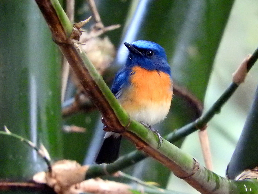 Blue-throated Flycatcher photo