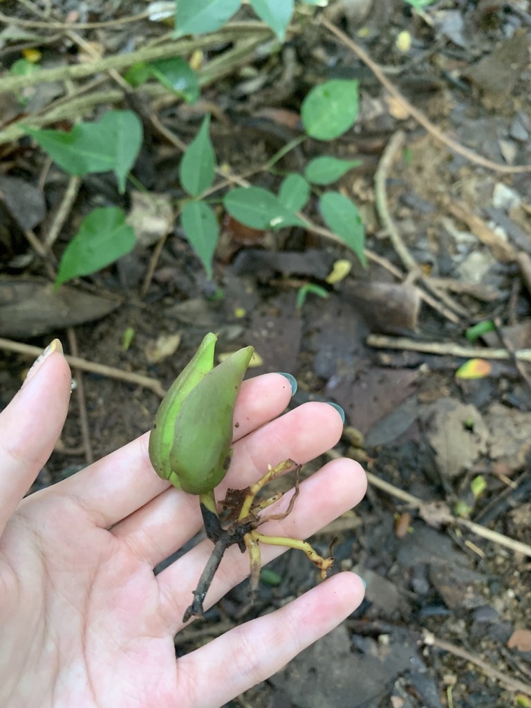 Avicennia alba from Pasir Ris Park, Pasir Ris, Singapore, SG on ...