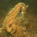 Observation photo