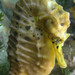 Observation photo