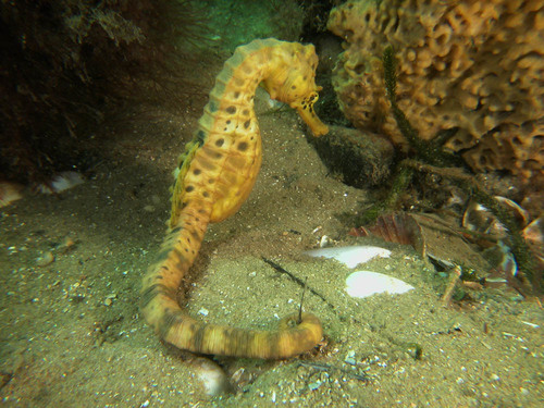 Bigbelly Seahorse