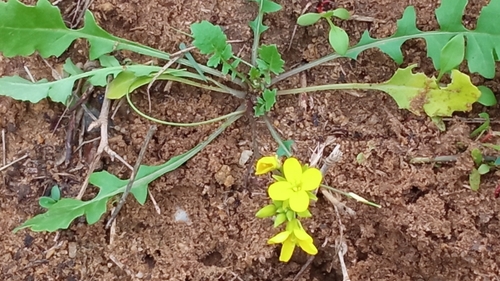 Brassica procumbens