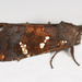 Ironweed Borer Moth - Photo (c) Michael H. King, all rights reserved
