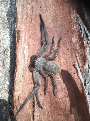 Social Huntsman Spider