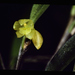 Octomeria ffrenchiana - Photo (c) chacled, todos los derechos reservados, subido por chacled