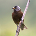 Aleutian Rosy-Finch - Photo (c) bkeller, all rights reserved