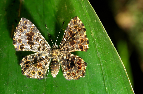 Calydna venusta