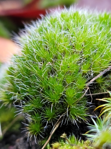 Heath Star-moss