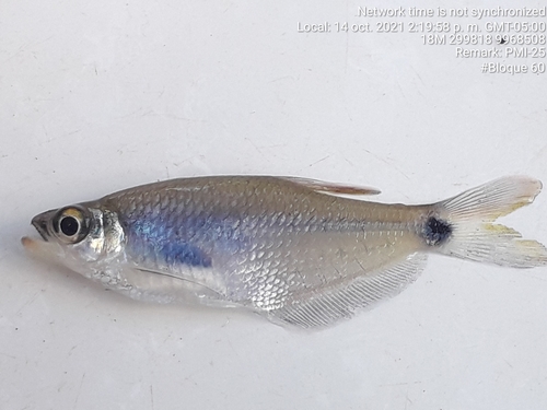 Paragoniates alburnus · iNaturalist