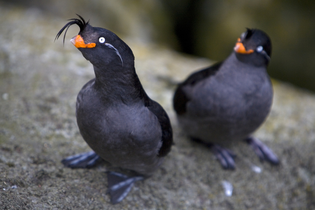 Crested Auklet photo
