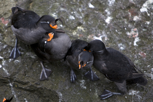 Crested Auklet