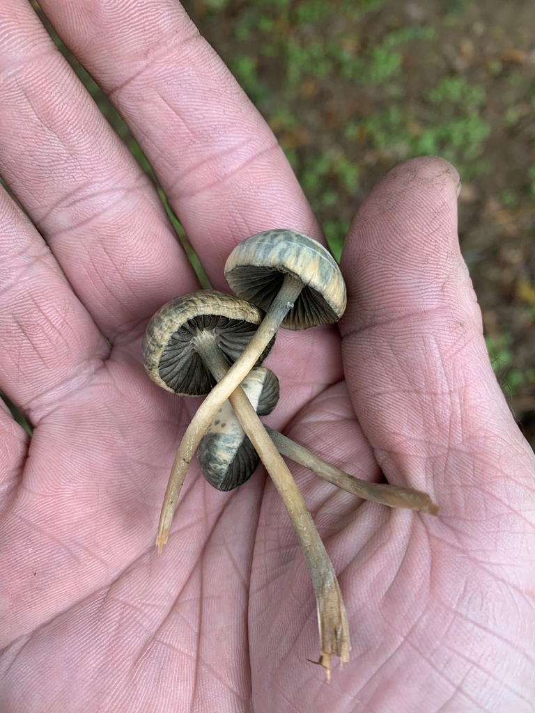 person holding three blue meanies mushrooms