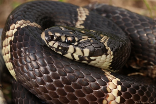 Eastern Kingsnake