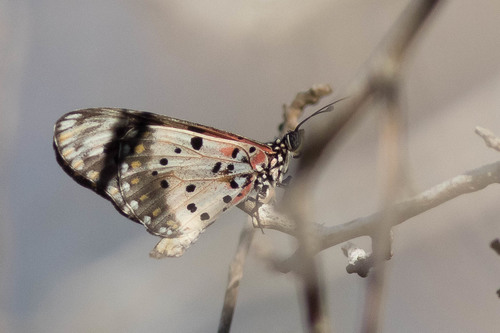Madagascan Mottled Acraea
