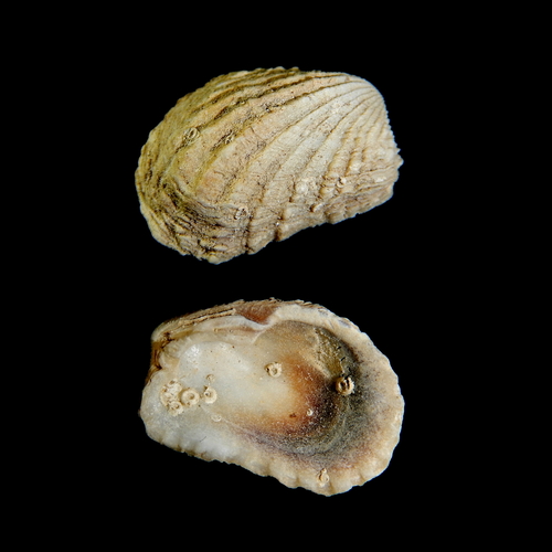 Cardita calyculata