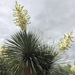 Yucca linearifolia - Photo (c) Lynnette, kaikki oikeudet pidätetään, lähettänyt Lynnette