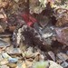 Banded Blenny - Photo (c) pleahy, all rights reserved