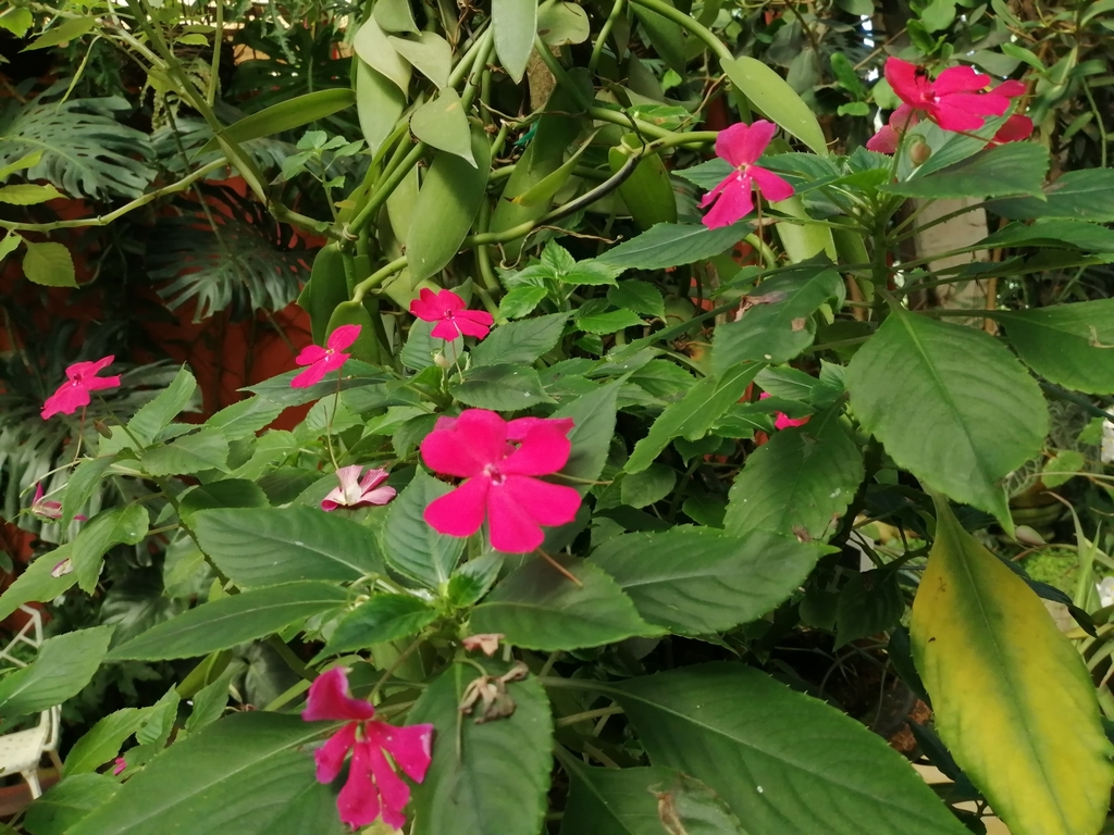 Impatiens walleriana – Wikipédia, a enciclopédia livre