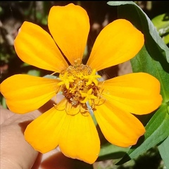 Zinnia violacea image