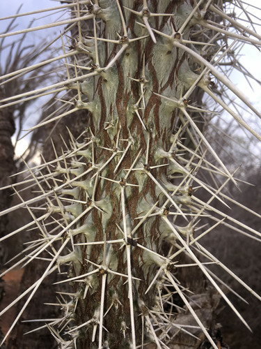 Madagascar Octopus Tree