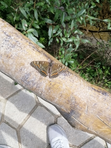 Chalinga pratti
