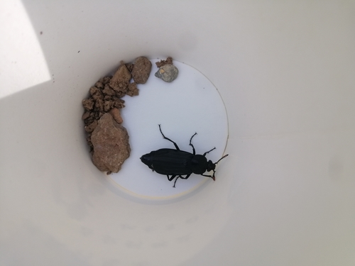 Shore Sexton Beetle