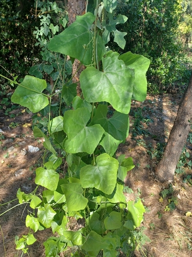 Ivy gourd