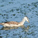 Asian Cotton Pygmy-Goose - Photo (c) Atanu Modak, all rights reserved, uploaded by Atanu Modak