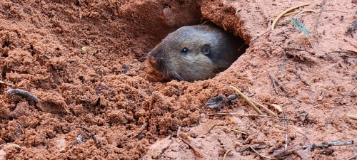 Northern Pocket Gopher