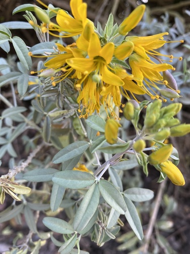 iNaturalist observation photo of Bladderpod